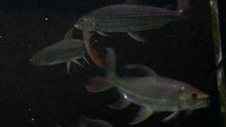 Monsterfish MFK Community African Tiger Fish Goliath ATF Vittatus ATF [upl. by Ranger]