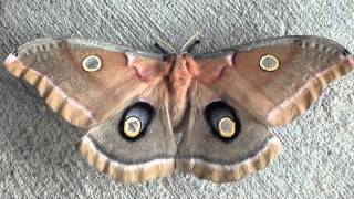 Polyphemus Moth Saturniidae Antheraea polyphemus Dorsal View [upl. by Rachelle211]