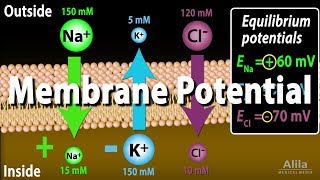 Membrane Potential Equilibrium Potential and Resting Potential Animation [upl. by Horan]