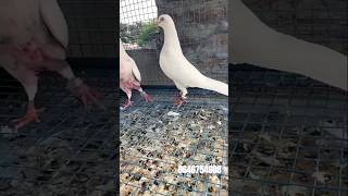 Shivam Nahar Pigeon Farm 4 JODY PUNJABI MALWAI KABOOTAR FOR SALE WHATSAPP 9646754608 [upl. by Dorothy564]