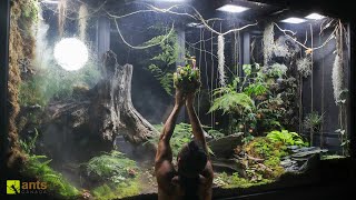 I Added Carnivorous Pitcher Plants into My Giant Rainforest Vivarium [upl. by Hutchins197]