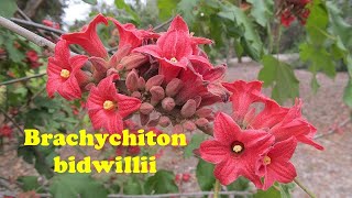 Brachychiton bidwilliii One of Australia finest [upl. by Fasta]