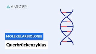 Querbrückenzyklus  Biochemie  Physiologie  AMBOSS Video [upl. by Eceinwahs]