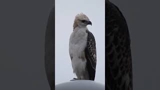 Changeable Hawk Eagle juvenile pale morph [upl. by Alleusnoc]