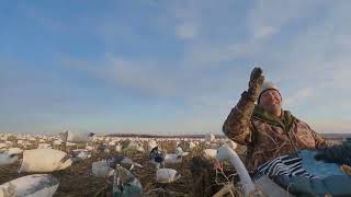 2023 Snow Goose Hunt [upl. by Nnaillek89]