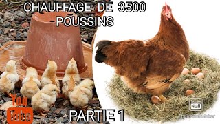 1 Chauffage de 3500 poussin ponte au poulailler pour obtenir des poules pondeuses à 99 rentable [upl. by Helali136]