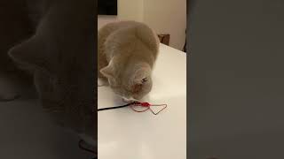 Playing string cat trending catsdreams love [upl. by Ashlin]