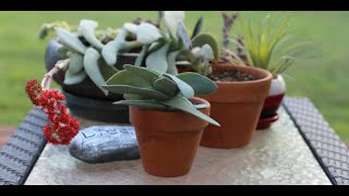 Tips for growing propeller plant crassule falcata [upl. by Raasch318]