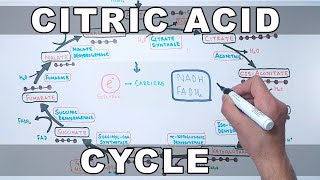 Citric Acid Cycle  Krebs Cycle [upl. by Avin]