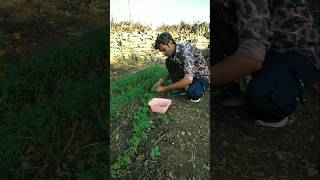 freshly harvested fenugreek from the farm nature farming fenugreek shorts [upl. by Budde]