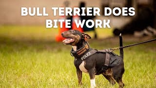 Can This Bull Terrier Do Bite Work  Grassroots K9 [upl. by Kinson]