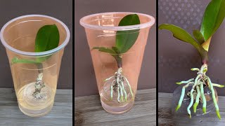 This tip helps orchids quickly take root and produce young leaves [upl. by Navanod]