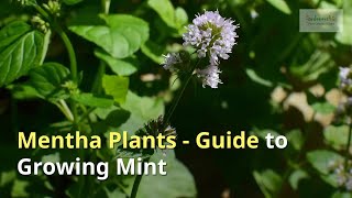 Mentha Growing Guide  All You Need to Know to Get Started  Herbs by Gardeners HQ [upl. by Lanor]