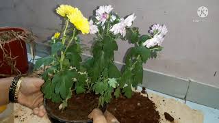 shevanti repoting in hindi  how to repot shevanti  shevanti flowring plant  chrysanthemum plant [upl. by Faubert]