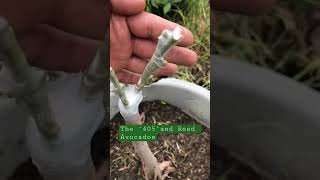 MultiGrafted Avocado Trees avocado avocadotree grafting [upl. by Amzaj578]