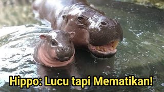 Hewan Berbahaya yang Menggemaskan Rahasia Kehidupan Hippo dan Bayi Imutnya [upl. by Marji]