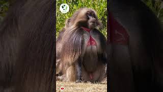 Gelada baboon shorts youtubeshorts wildlife animal [upl. by Manouch]