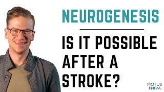 Is Neurogenesis Possible After a Stroke  Functional Reorganization and Neuroplasticity [upl. by Zerelda489]