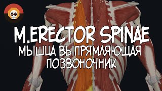 Мышца выпрямляющая позвоночник merector spinae 3D Анатомия [upl. by Thorny]