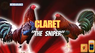 CLARET GAMEFOWL BLOODLINE Fighting Style and History [upl. by Torrlow]