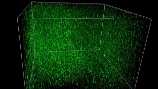 3D Brain Synapses in Mice [upl. by Gawlas979]