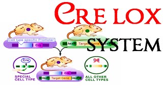 Cre lox recombination system [upl. by Heinrick926]