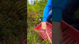 My special tools for picking berries harvesting cranberry lingonberry berryfarm fruit [upl. by Kowatch]