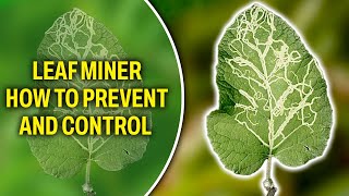 Leaf Miner  How to prevent and control it [upl. by Ttenyl]