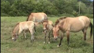 Przewalskis Horse Foals [upl. by John]