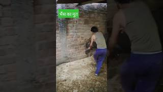 bhains ki tang bhains ka moot funny comedy bhainskitaang bhains shorts ytshorts viralvideo [upl. by Aicatsal]