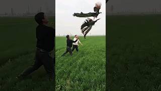 Beautiful flying Peacocks shortvideo peacock peacocking birds bangla [upl. by Alemaj]