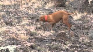 Boise County Chukar Hunt Flush Shot Retrieve [upl. by Auod438]