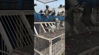 Trapping after flying pigeon pigeonfan bird racingpigeons pigeontraining pigeontrap trapdoor [upl. by Nedyah945]