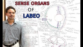 Sense Organs of Labeo Rohita [upl. by Seibold]