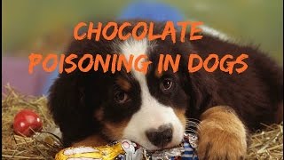 Chocolate Poisoning in Dogs [upl. by Naj]