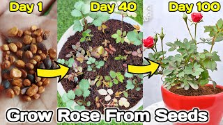 How to grow Rose from seeds  gulab ko beej se kaise ugaye [upl. by Sirrom127]