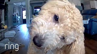 Adorable Dog Talks to Owner Through Ring  RingTV [upl. by Hermione]