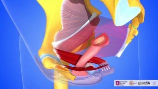 Les muscles des parois internes de la cavité pelvienne [upl. by Yrok]