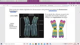 mitosemeiose 1 1ere année med dz [upl. by Ynahpets]