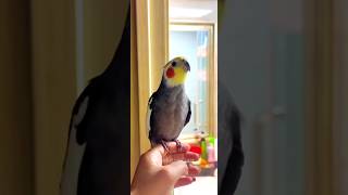 Adorable Cockatiels Cute Singing Moments 😍 cockatielscraze [upl. by Anowahs]