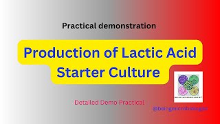 Production of Lactic Acid Starter Culturelactic acid bacteria preparationFermentationmicrobiology [upl. by Ocin36]