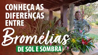 CONHEÇA as DIFERENÇAS ENTRE BROMÉLIAS DE SOMBRA E SOL [upl. by Aseiram]