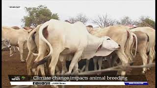 Climate change impacts animal breeding [upl. by Eibber]