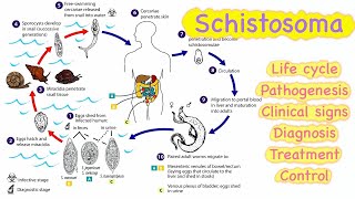 Schistosoma 🔥🔥 Life cycle  Pathogenesis  Clinical signs  Diagnosis  Treatment💊  Control [upl. by Anitnuahs]