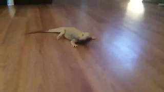 Lizard Running Meme  Vine [upl. by Annaliese]