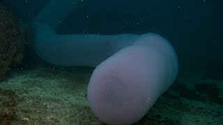 GIANT PYROSOME A superorganism  Oceana [upl. by Beauchamp]