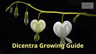 Dicentra Growing Guide  All You Need to Know to Get Started  by Gardeners HQ [upl. by Kaliski]