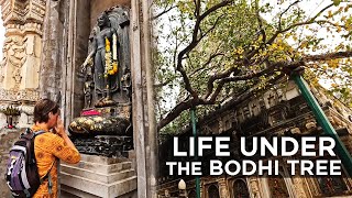 Peaceful Mornings at the MAHABODHI TEMPLE  Bodh Gaya India [upl. by Polak]