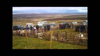 Tan Hill Sheep Show 2011 [upl. by Faunie531]