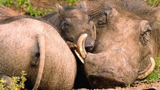 The Smart Way Warthogs Keep Insects at Bay [upl. by Ardnatal397]